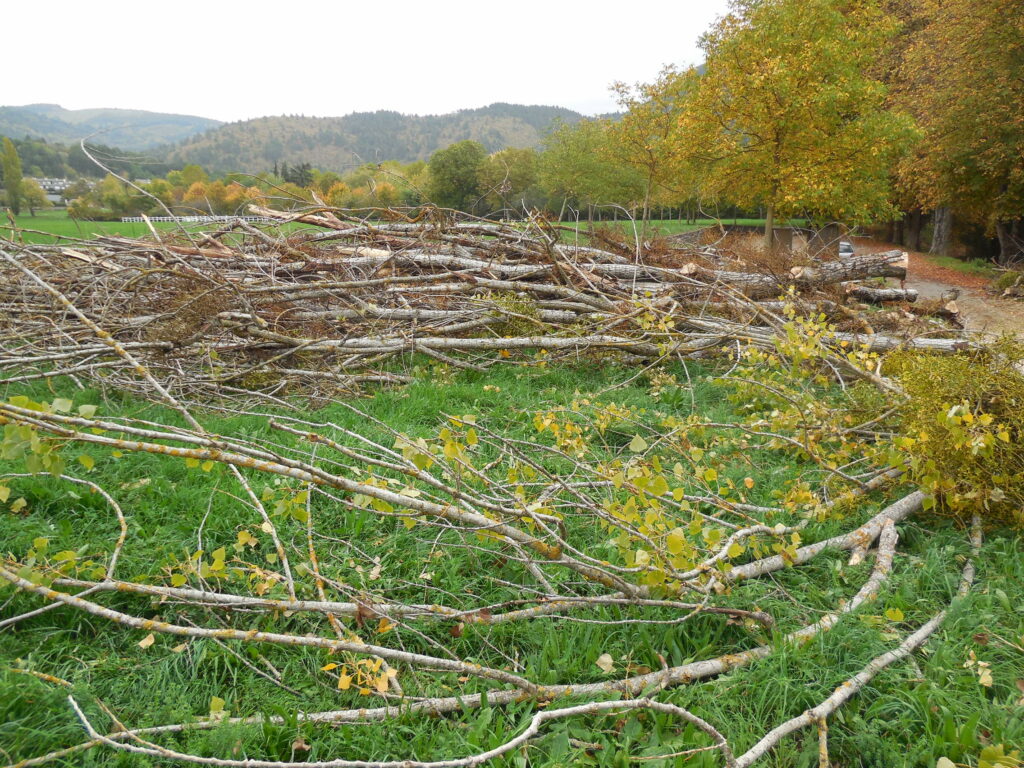 Arbres_Beldou_10-2022