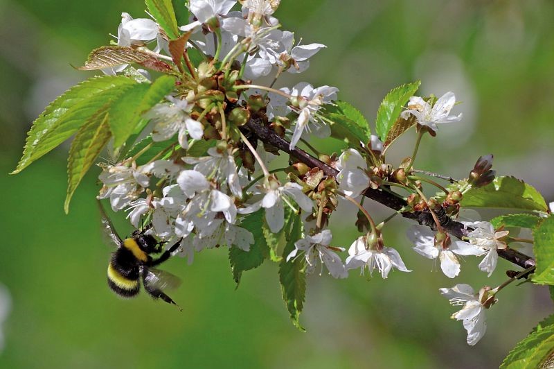Le bourdon terrestre (Bombus terrestris) - HERAULT Emilien - Parc national des Cévennes