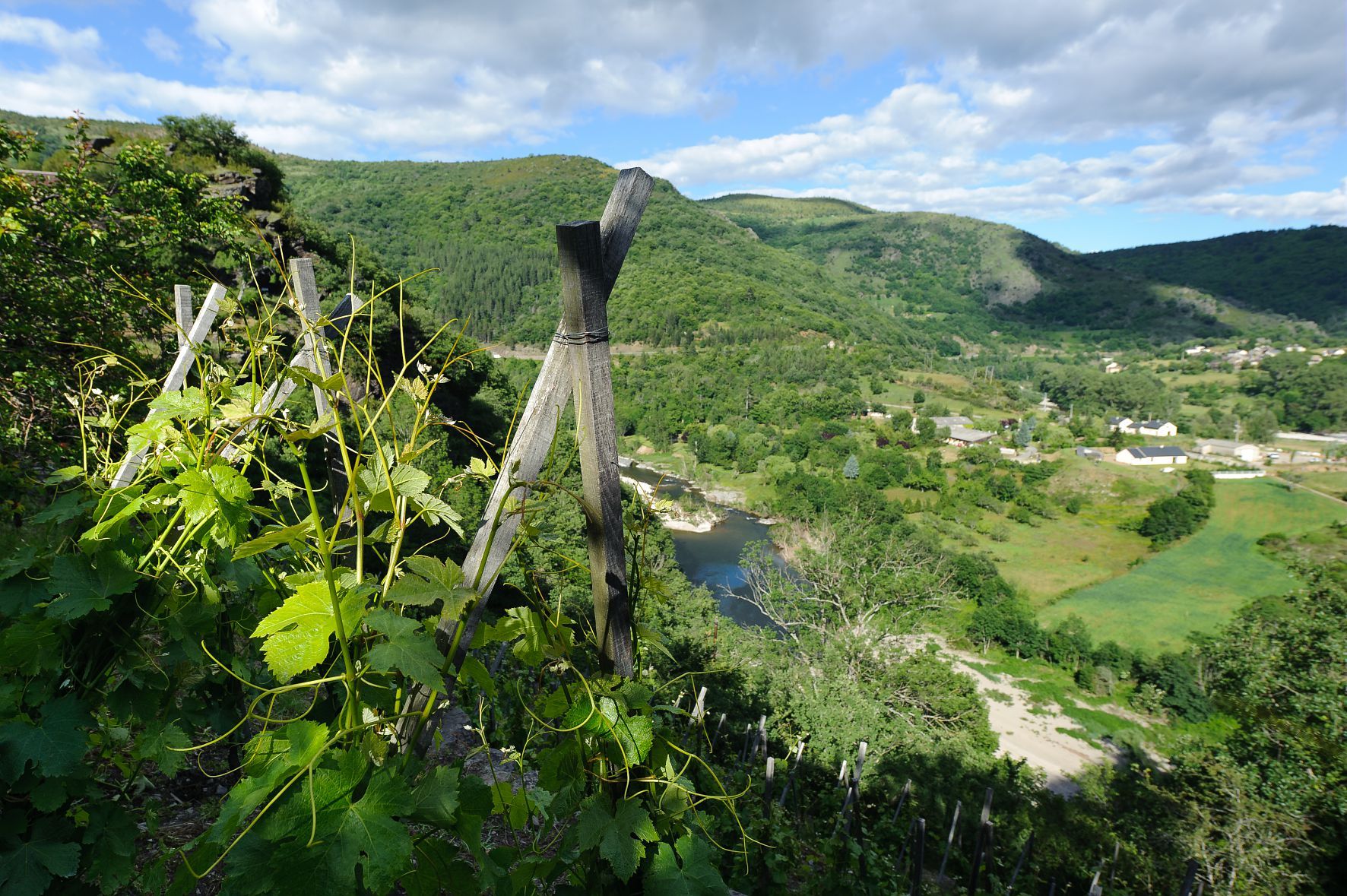 la vigne a Ispagnac